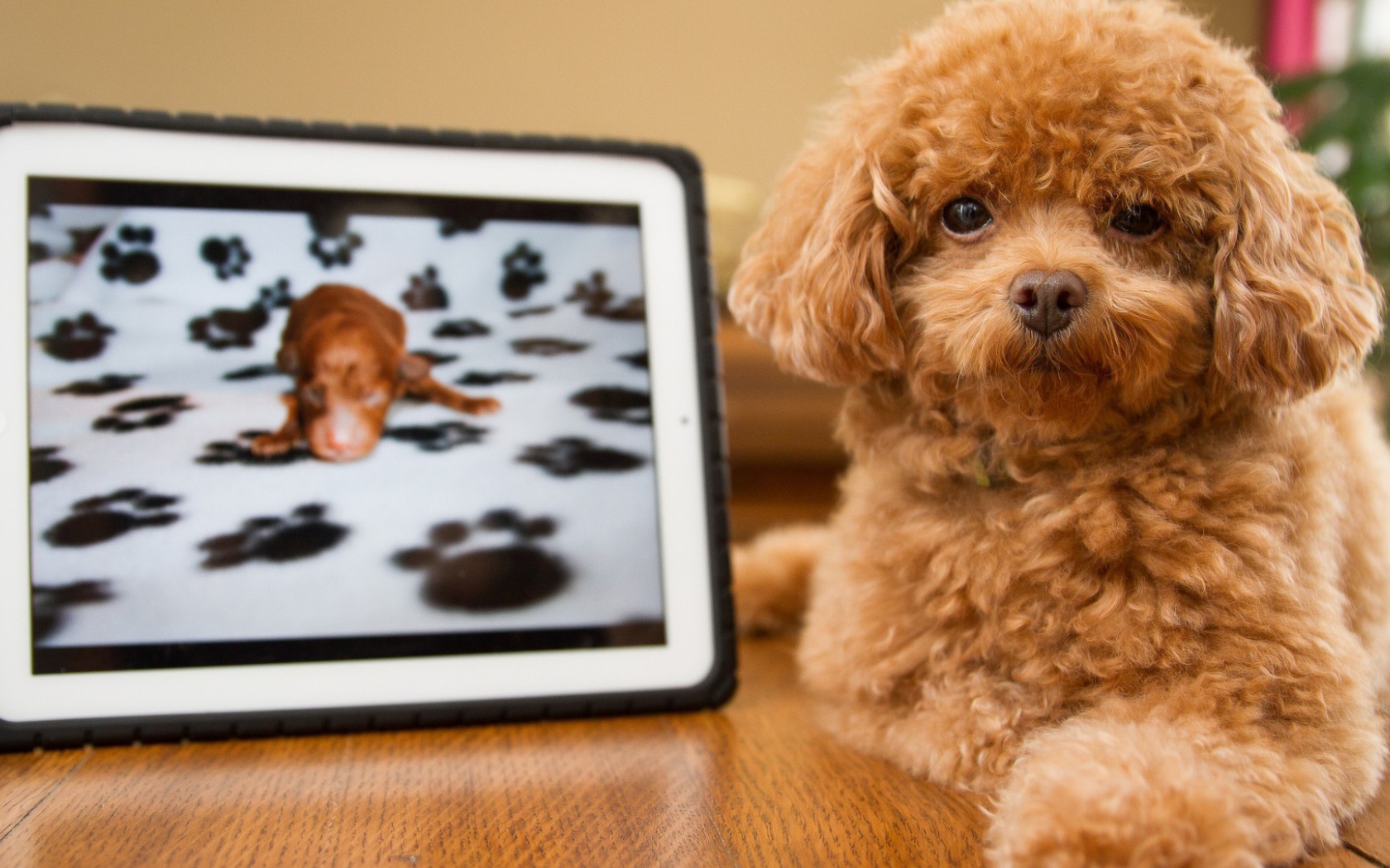 Pыжый щенок с картиной