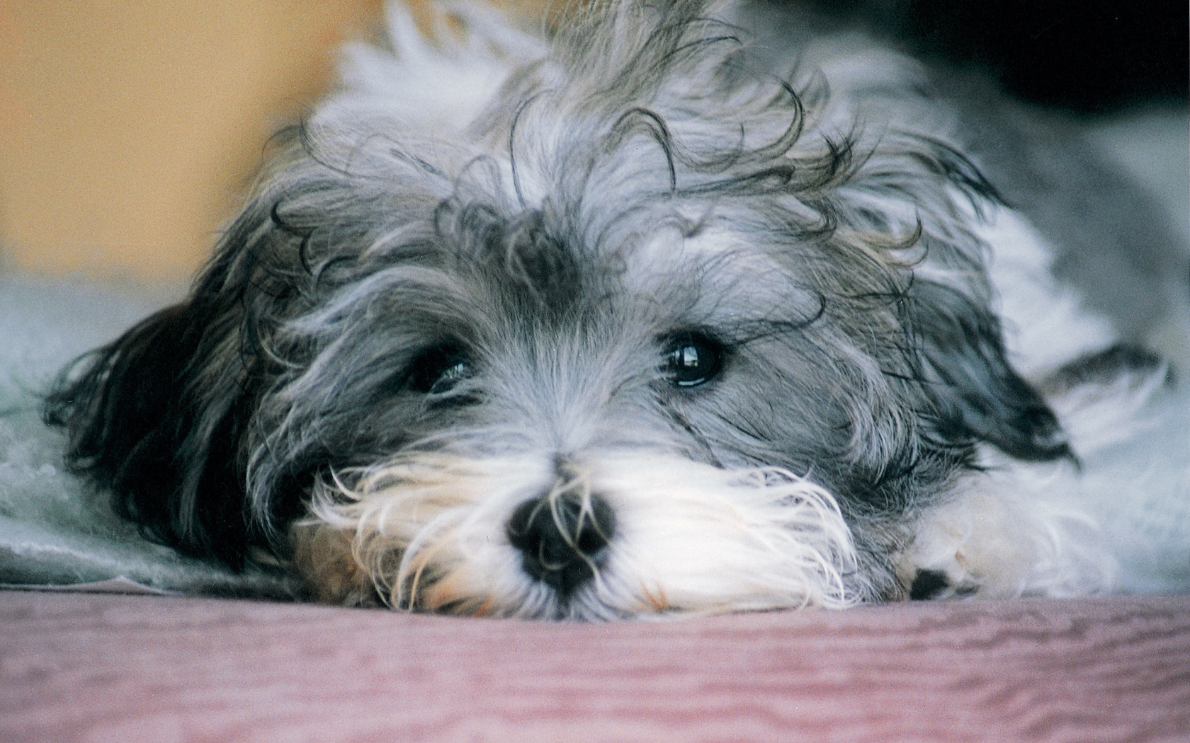 Грустная русская болонка