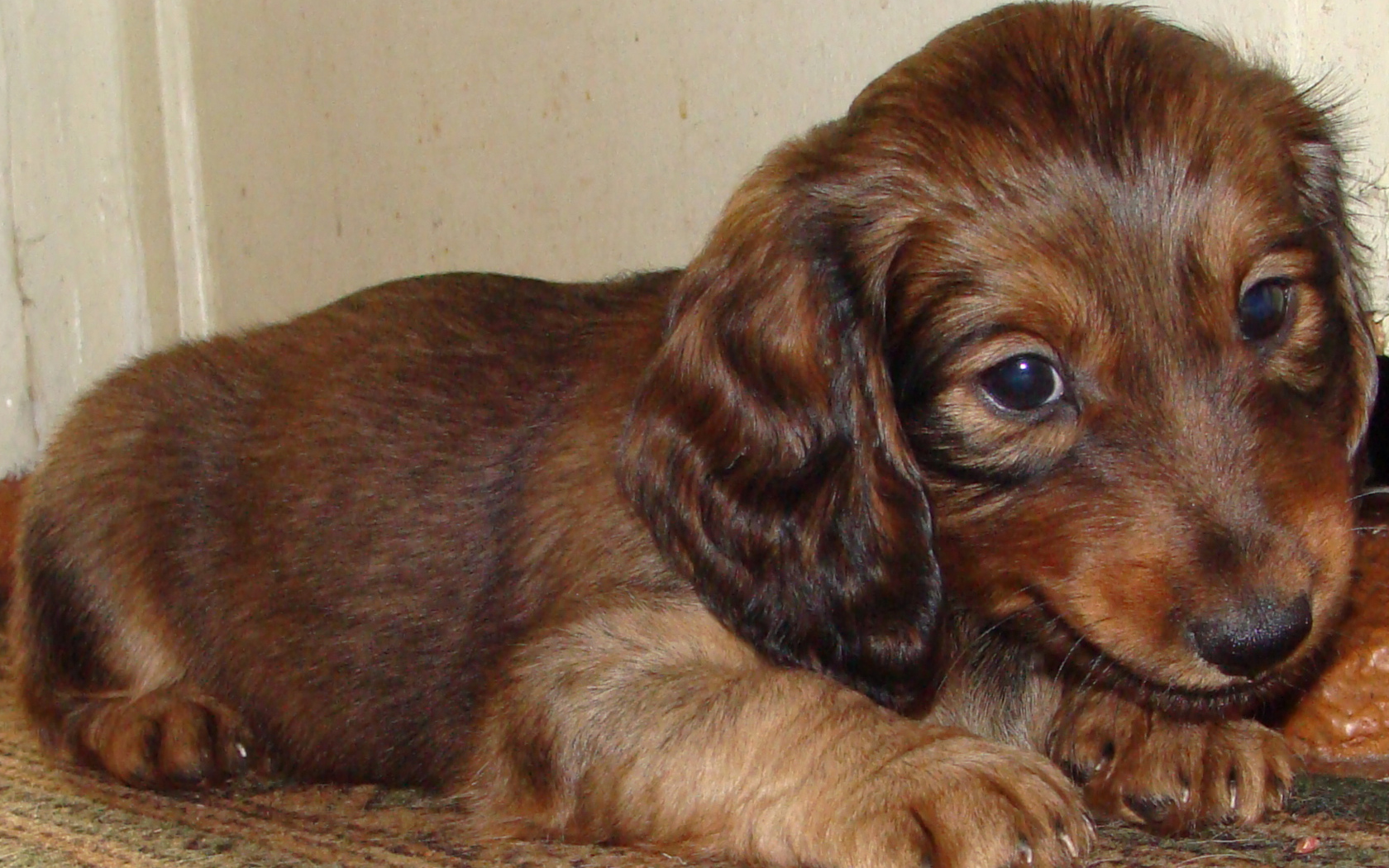 Грустный щенок таксы