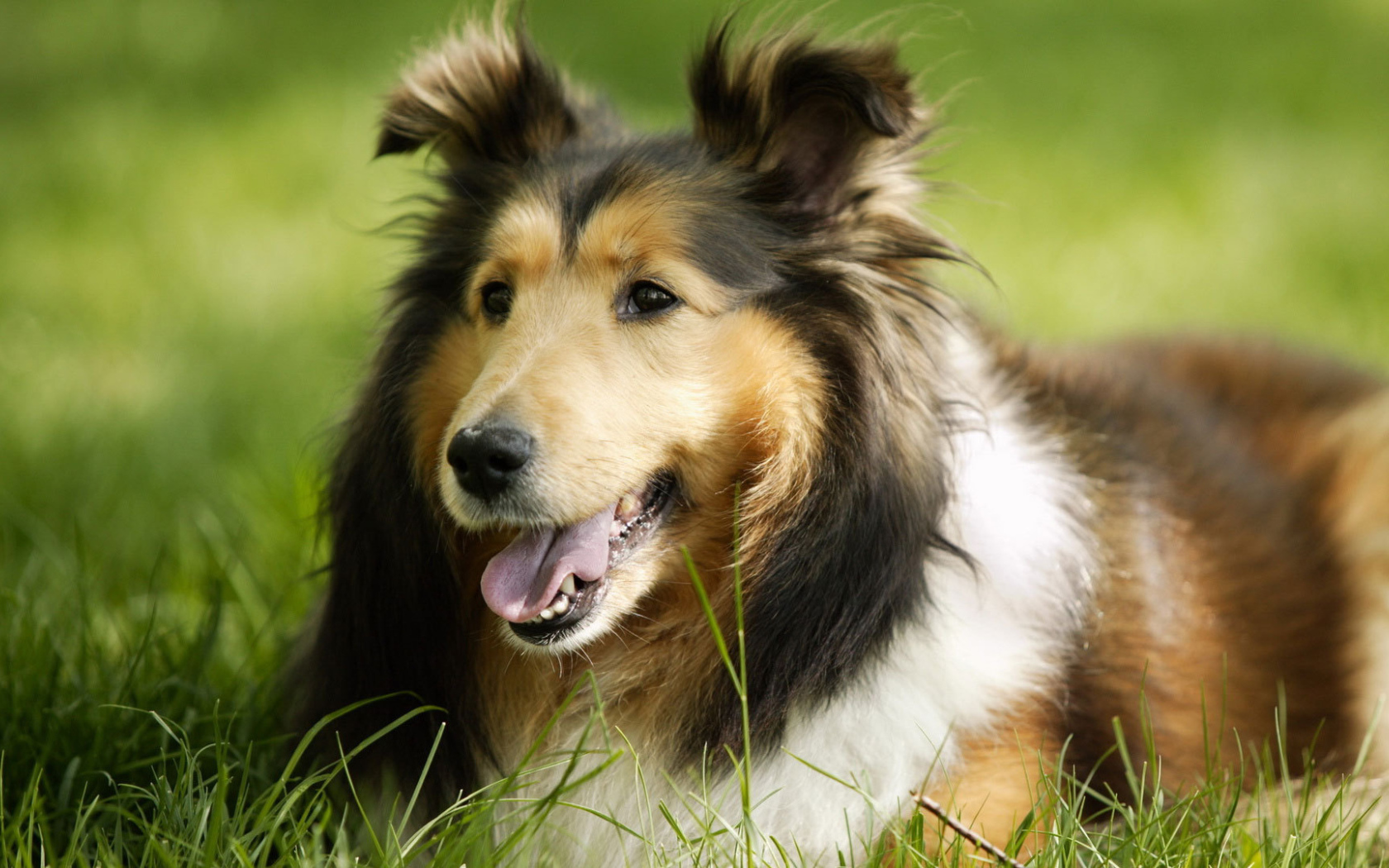 Грустный взгляд колли