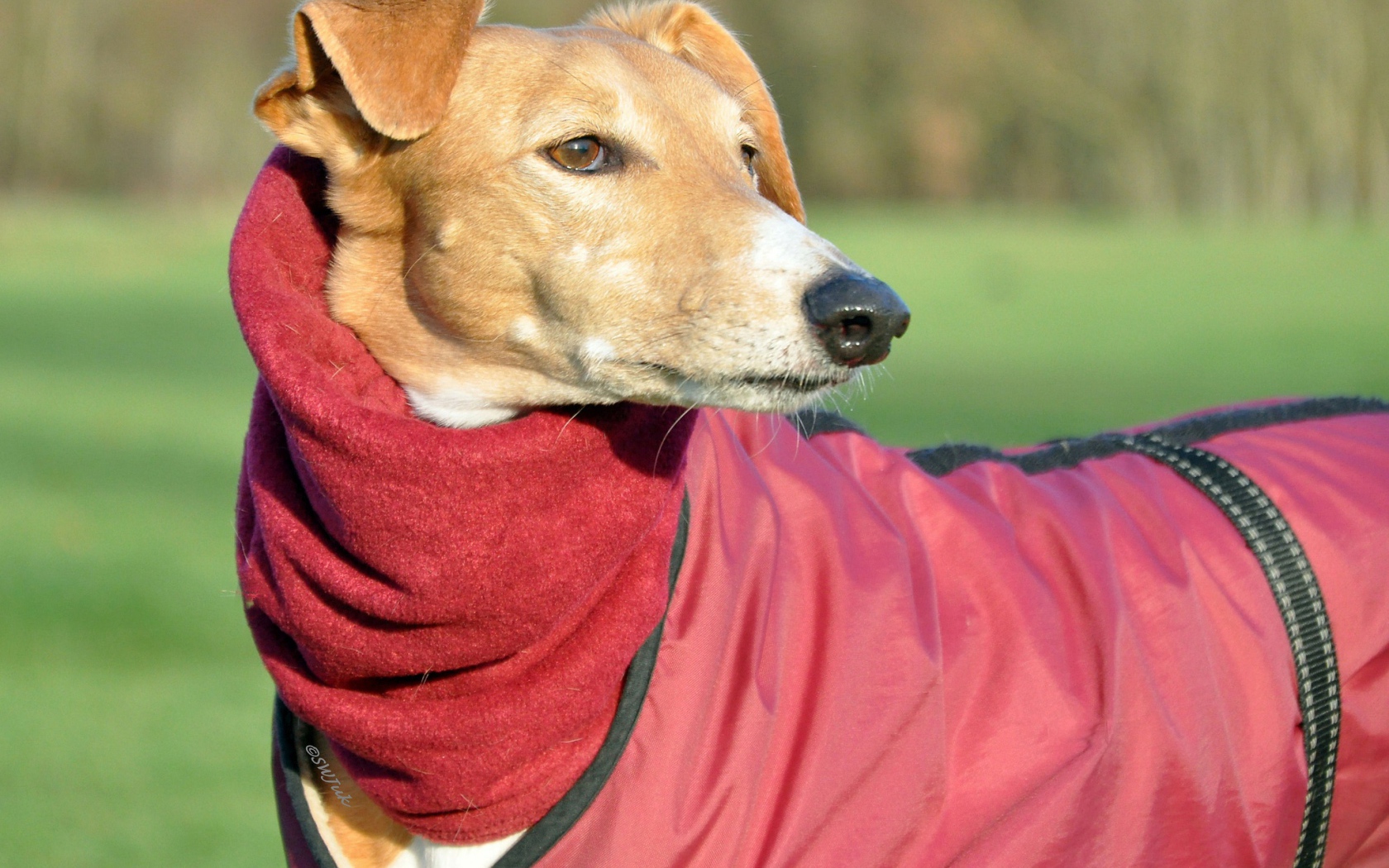 Пес салюки в теплом наряде