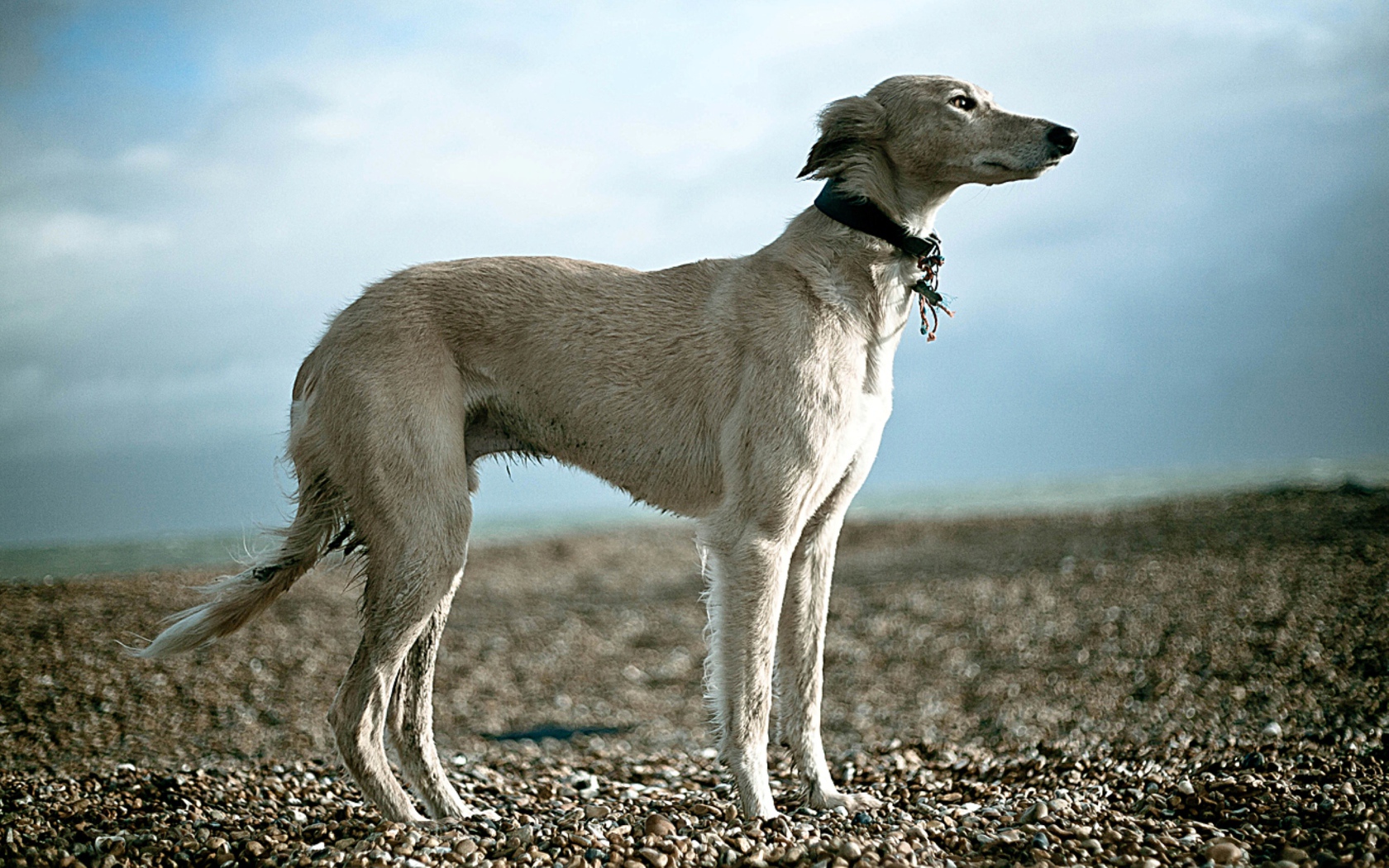 Салюки на гальке