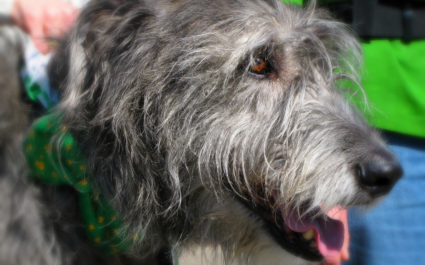 Лохматый ирландский волкодав