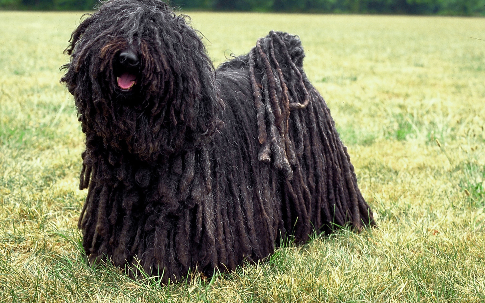 Лохматый комондор во всей красе