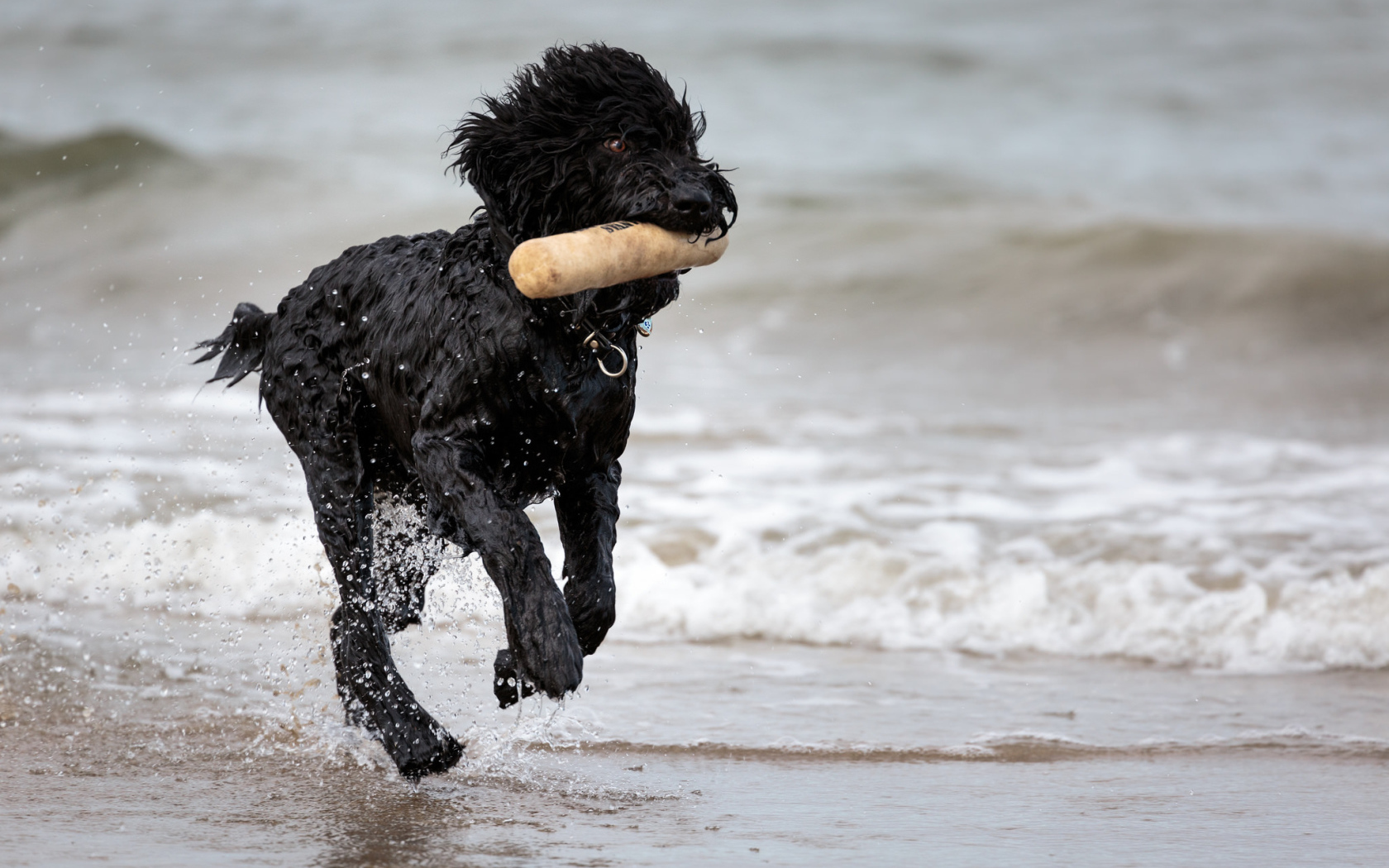 Лохматый барбет на пляже