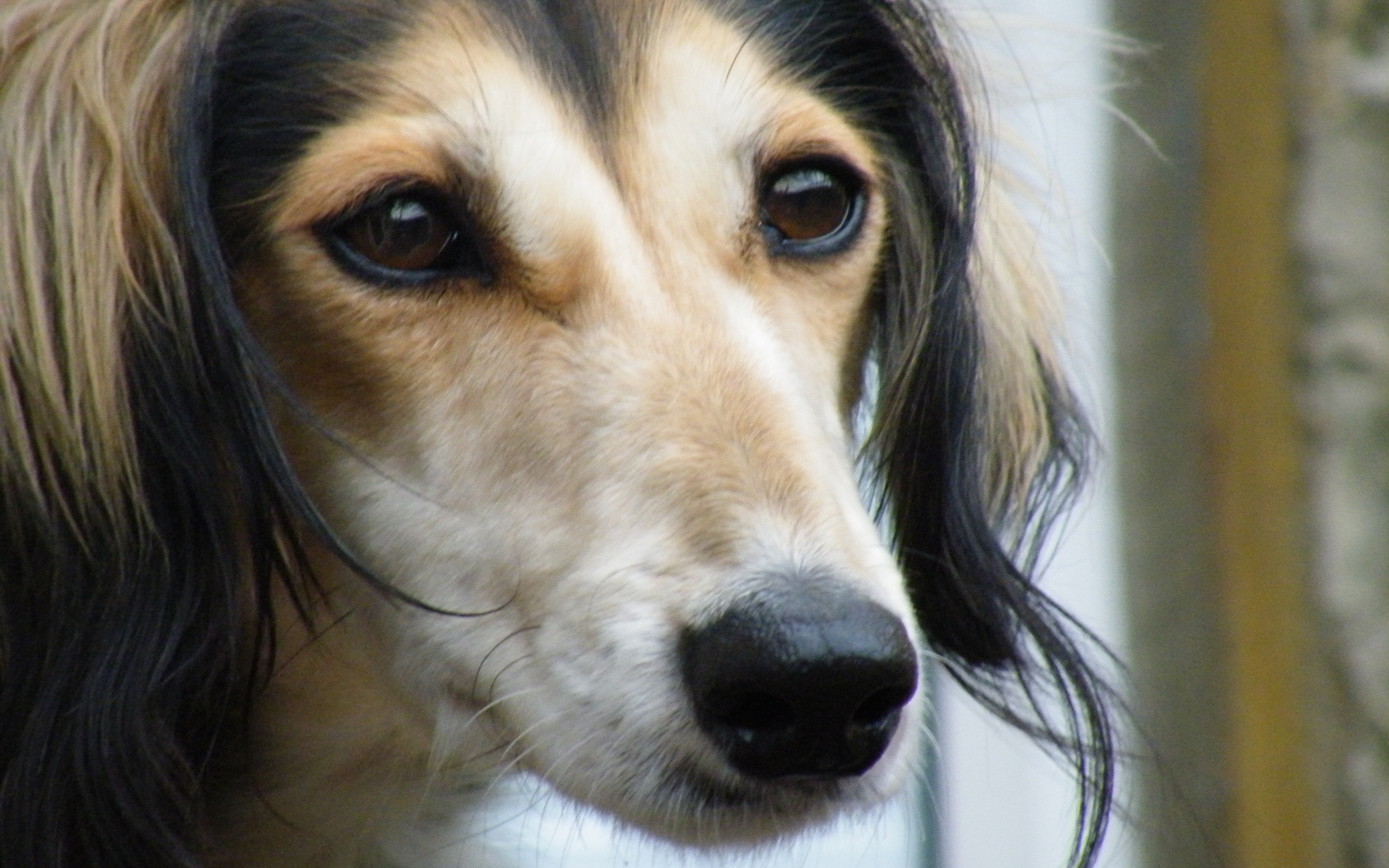 Лохматая собака салюки