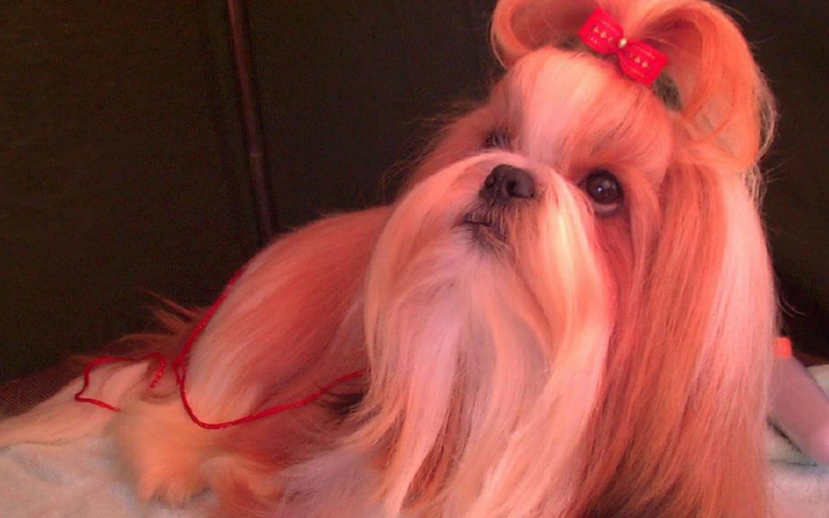 Собака шитцу с бантом