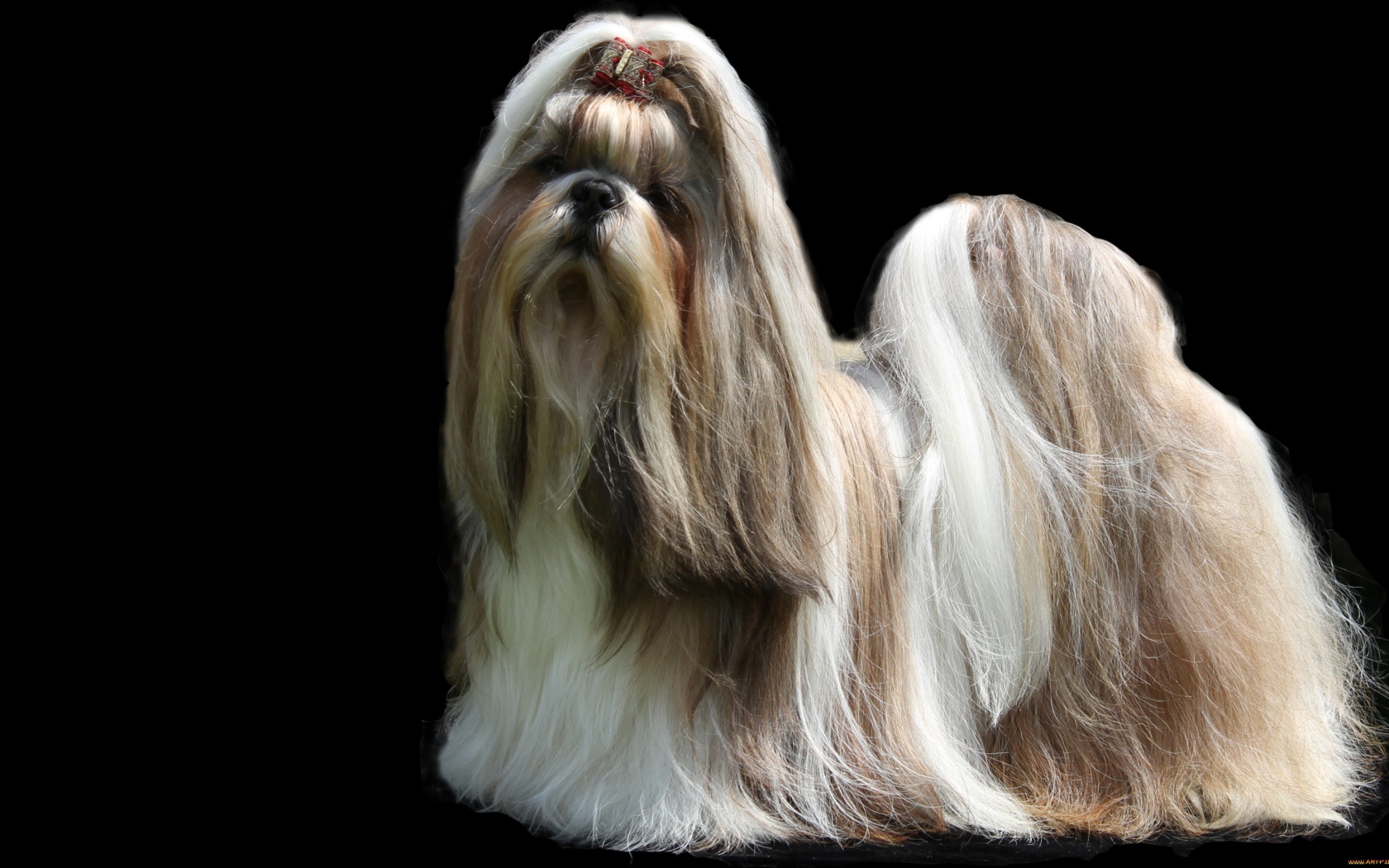 Собака шитцу с длинной шерстью