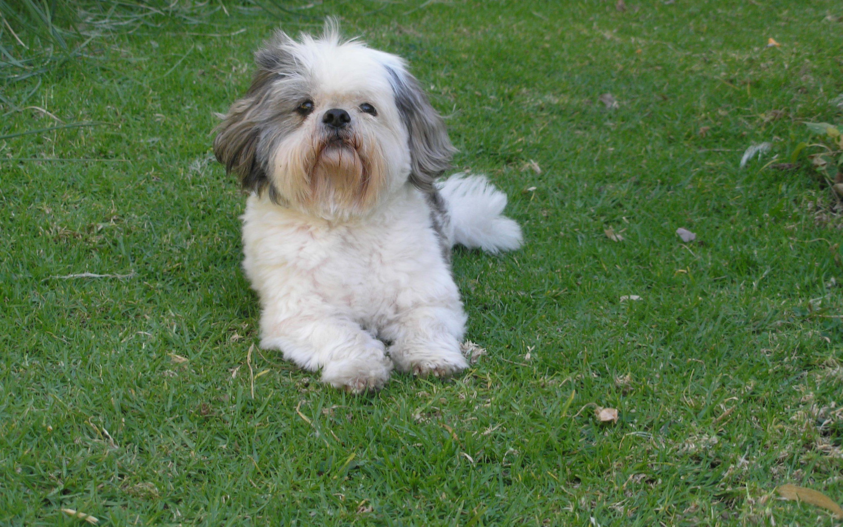 Шитцу лежит на траве