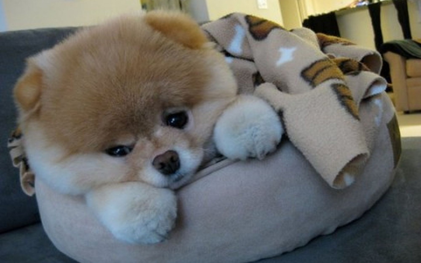 Маленький шпиц отдыхает