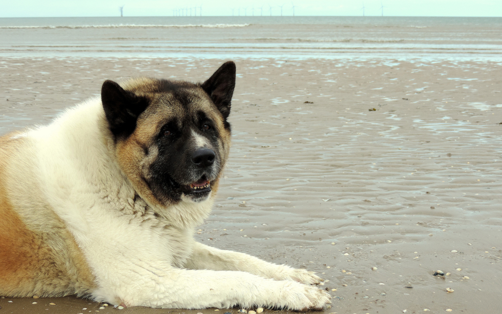 Улыбка американской акиты