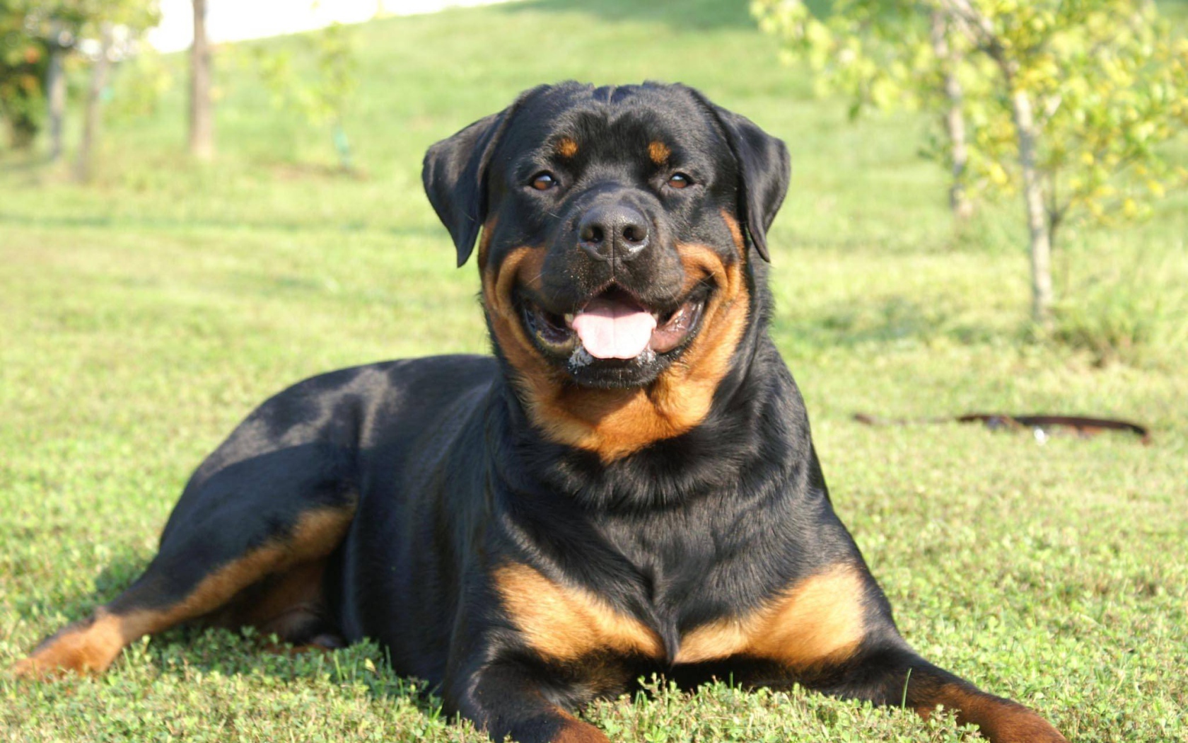 Улыбающийся пес ротвейлер