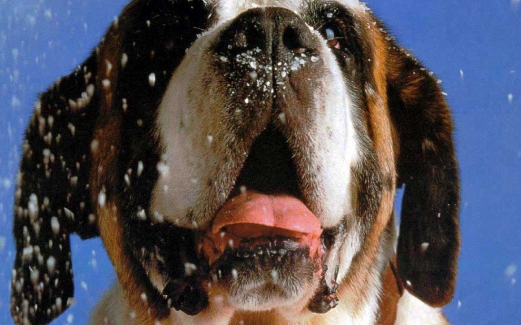 Снег на морде сенбернара