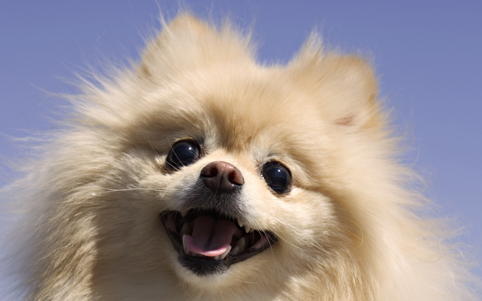 Шпиц на фоне неба