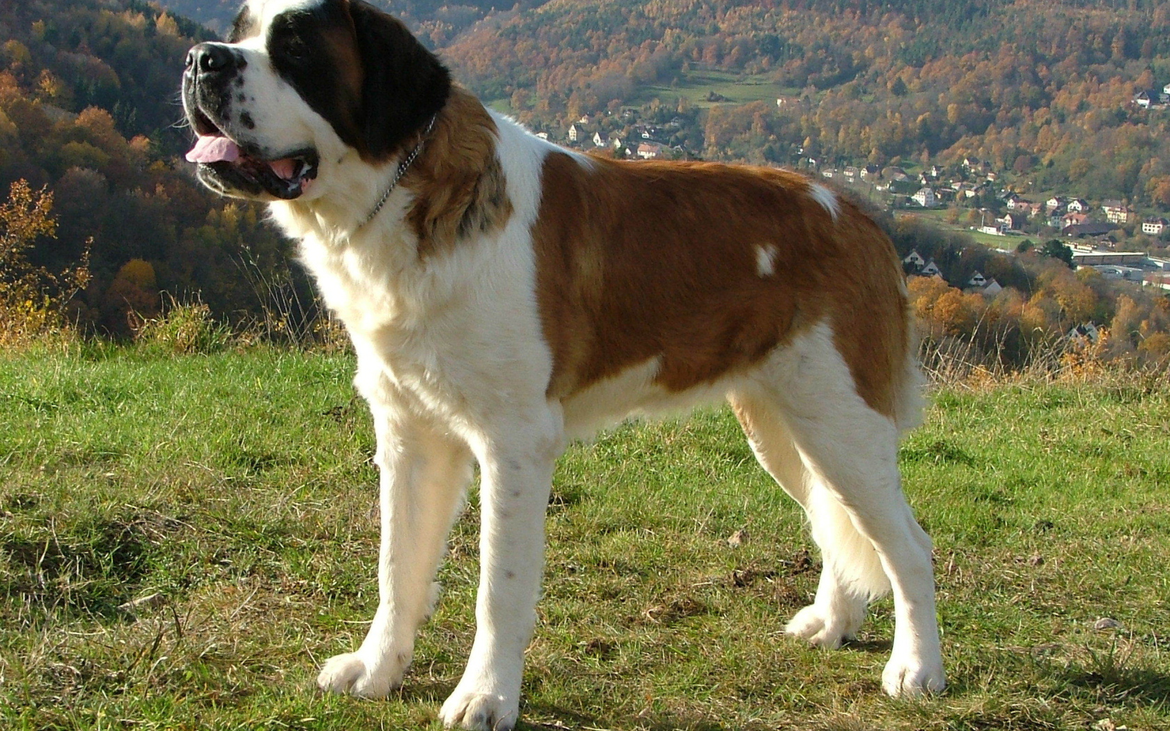 Сенбернар в Альпах