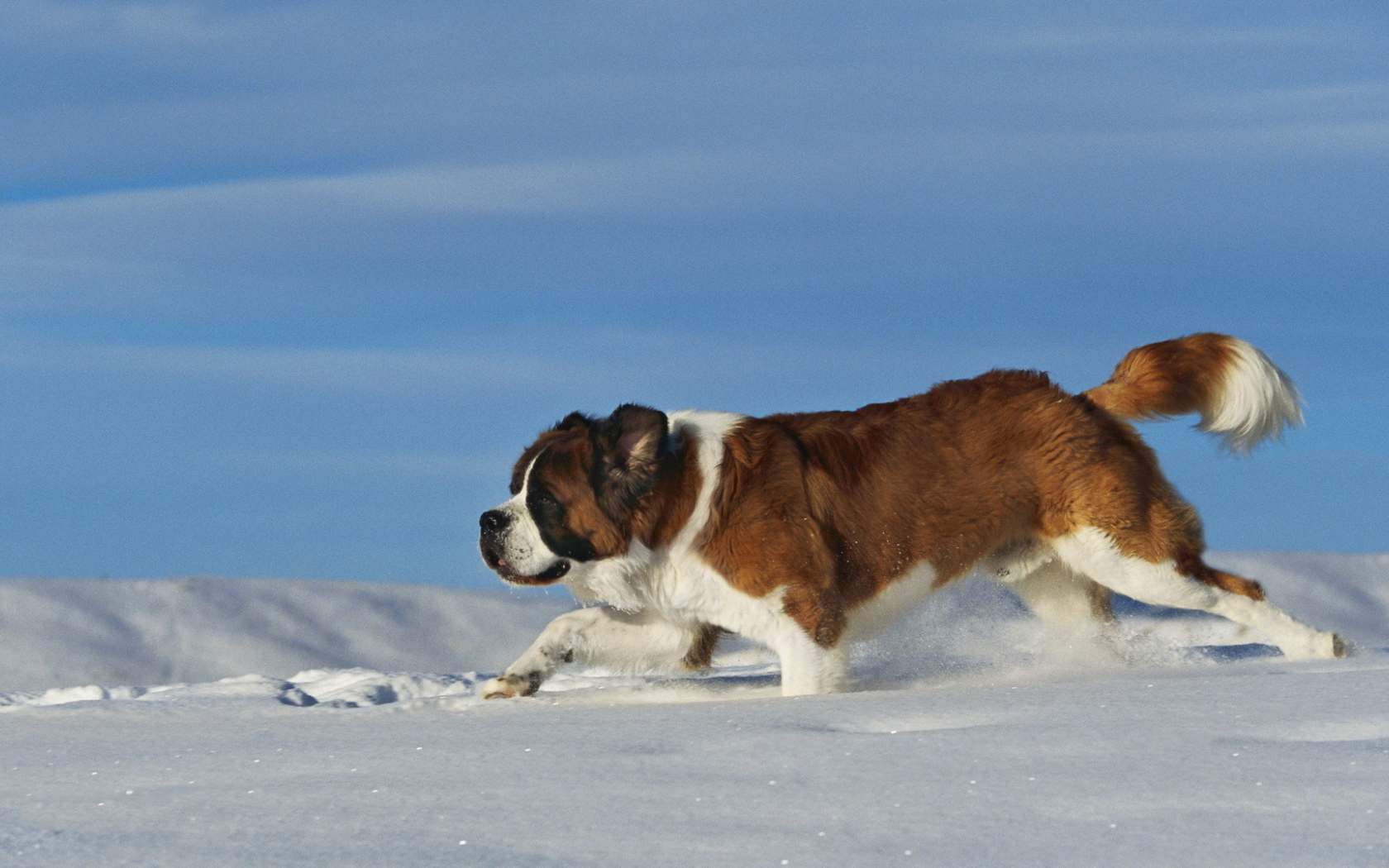 Сенбернар в сугробе