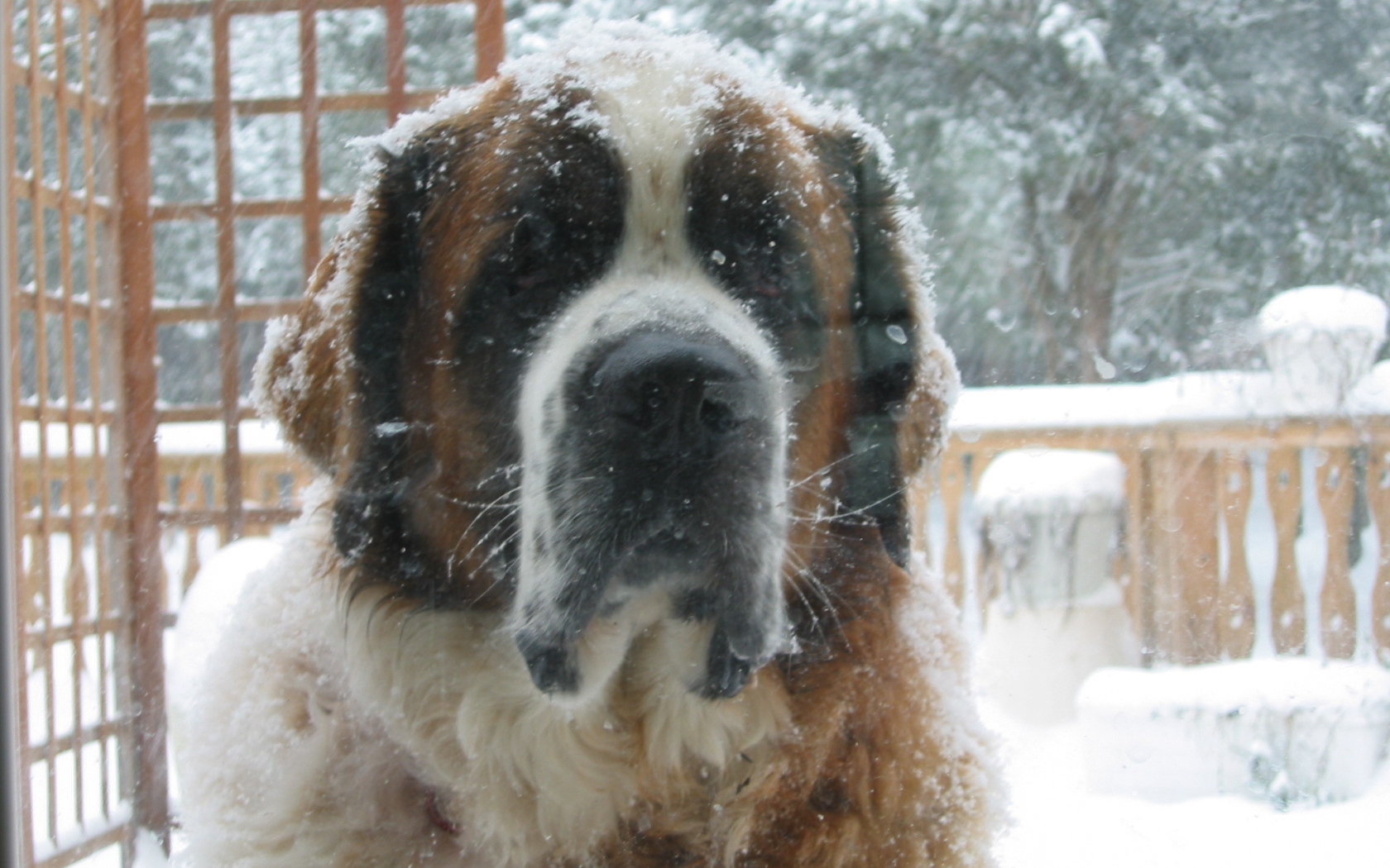 Сенбернара заметает снегом