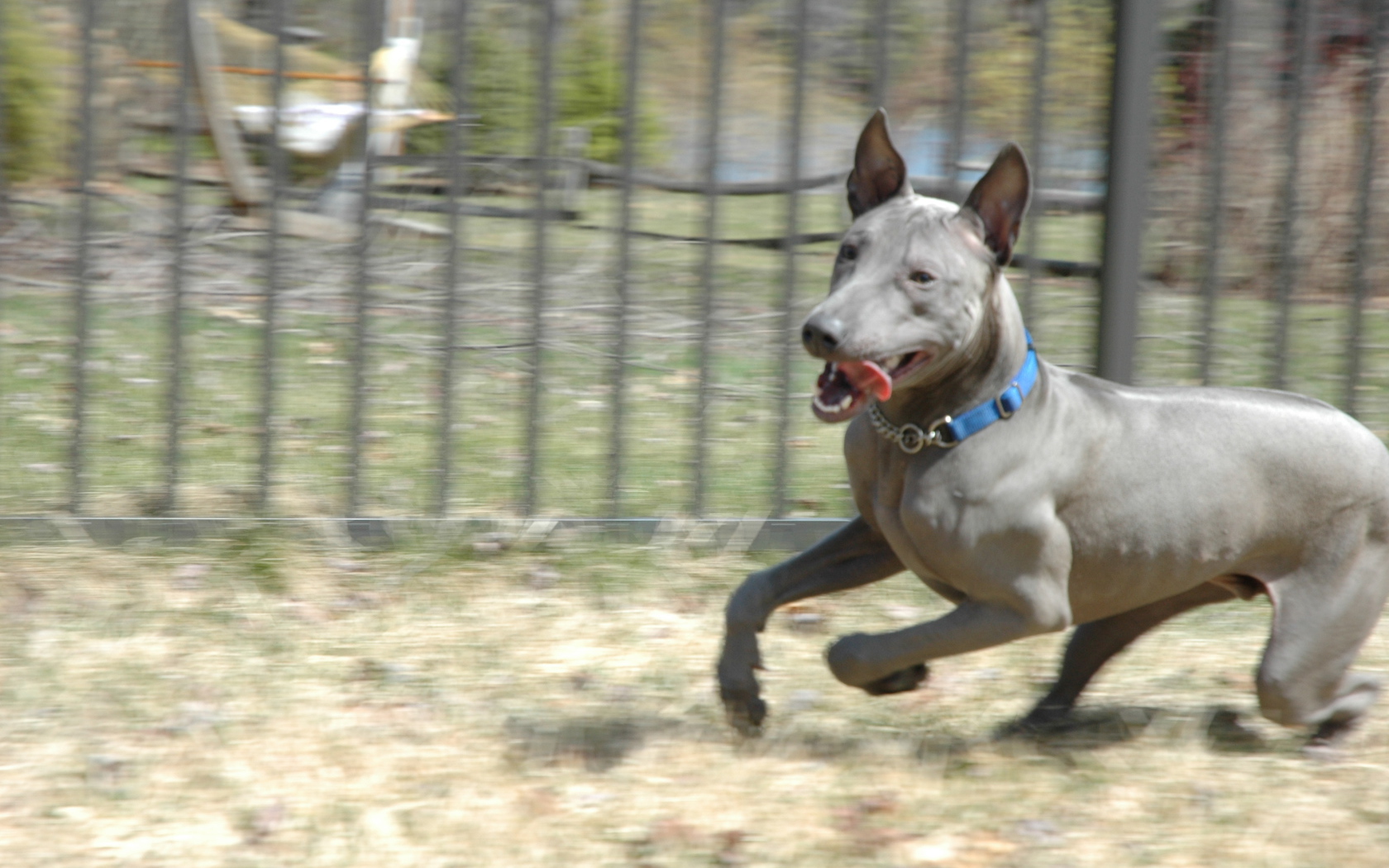 Стремительный тайский риджбек
