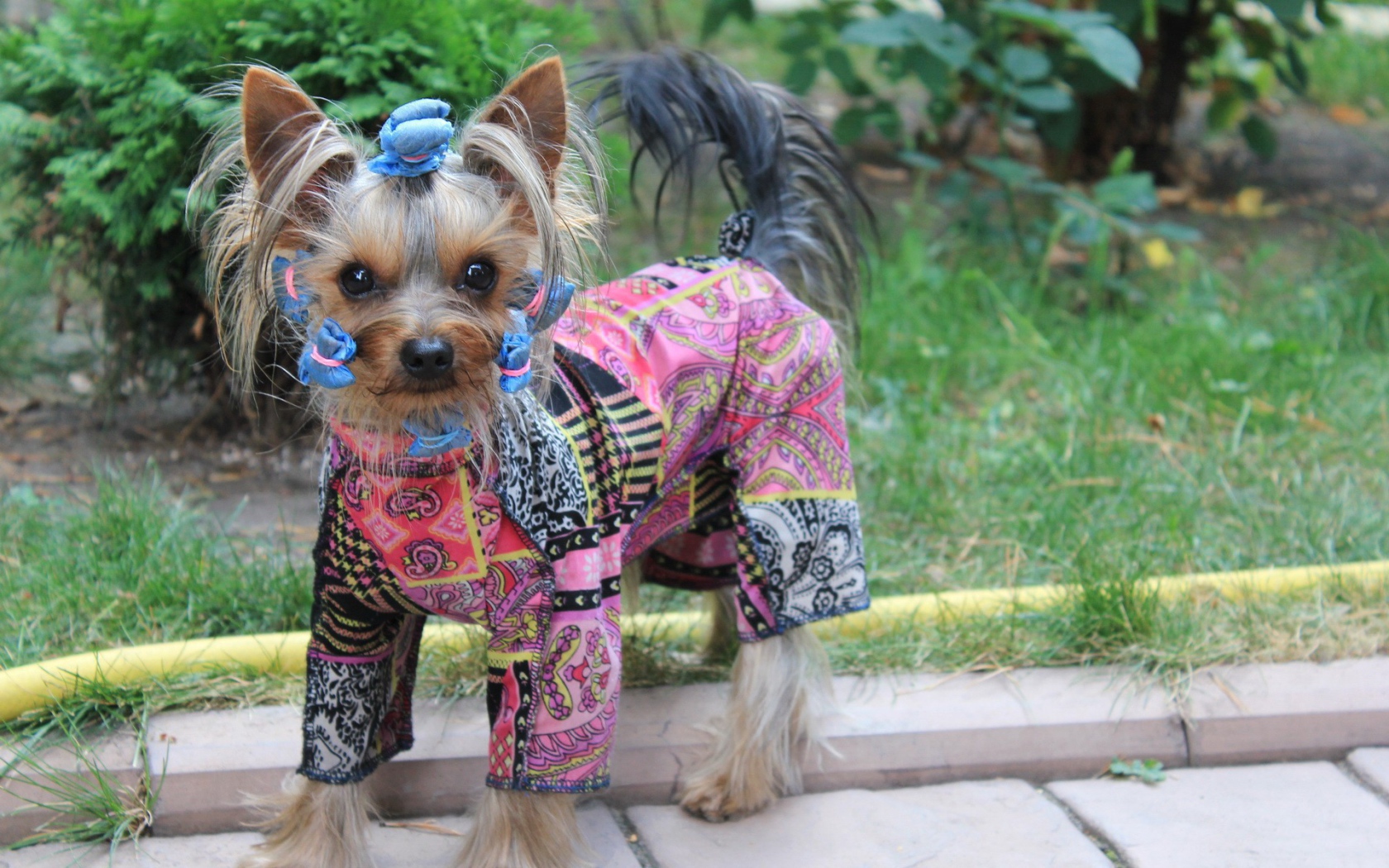 Собака в стильной одежде