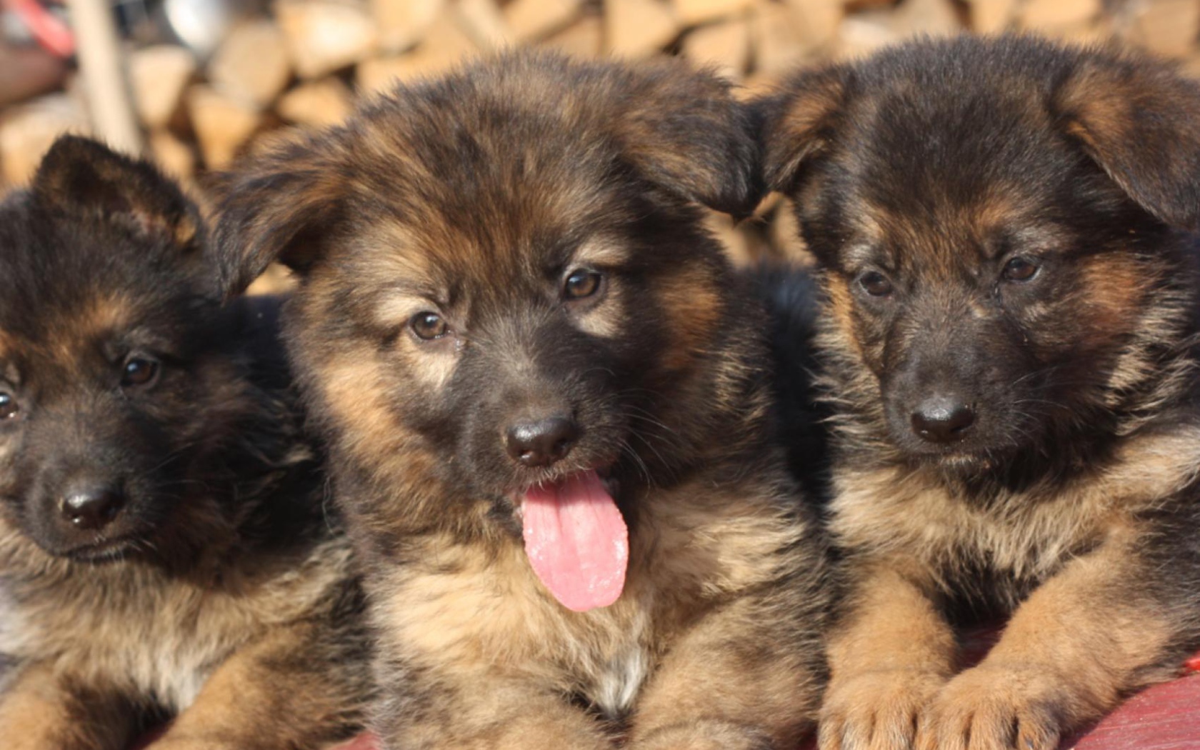 Three German Shepherd puppy