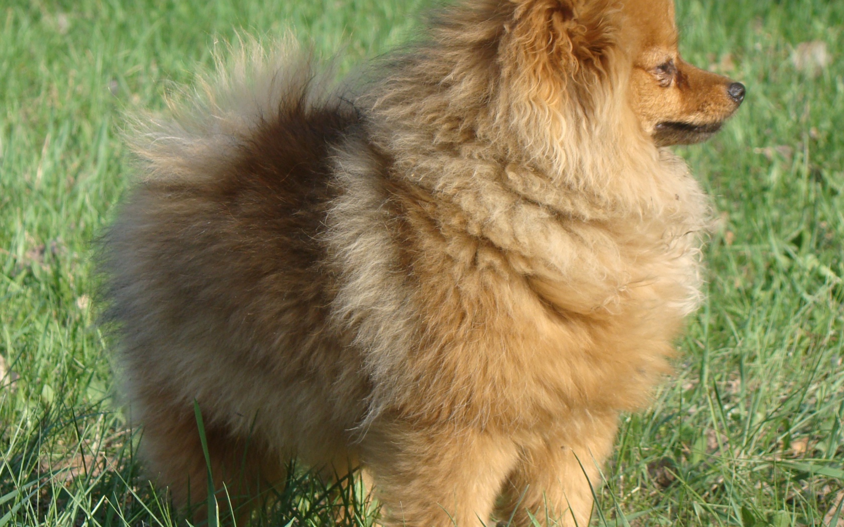 Упитанный шпиц на траве