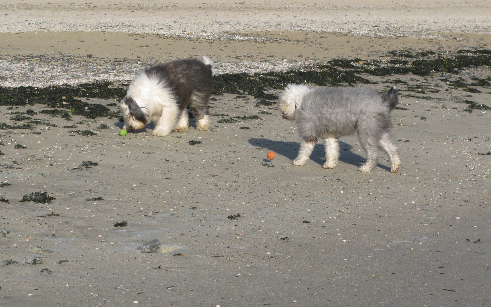 Два бобтейла на пляже