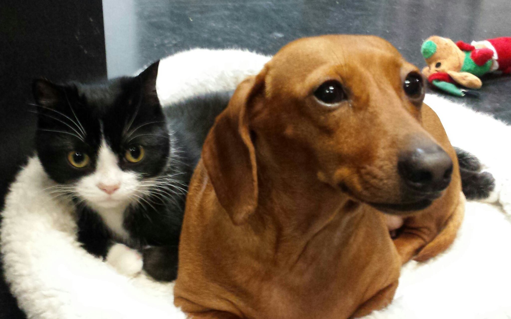 Два друга такса и кот