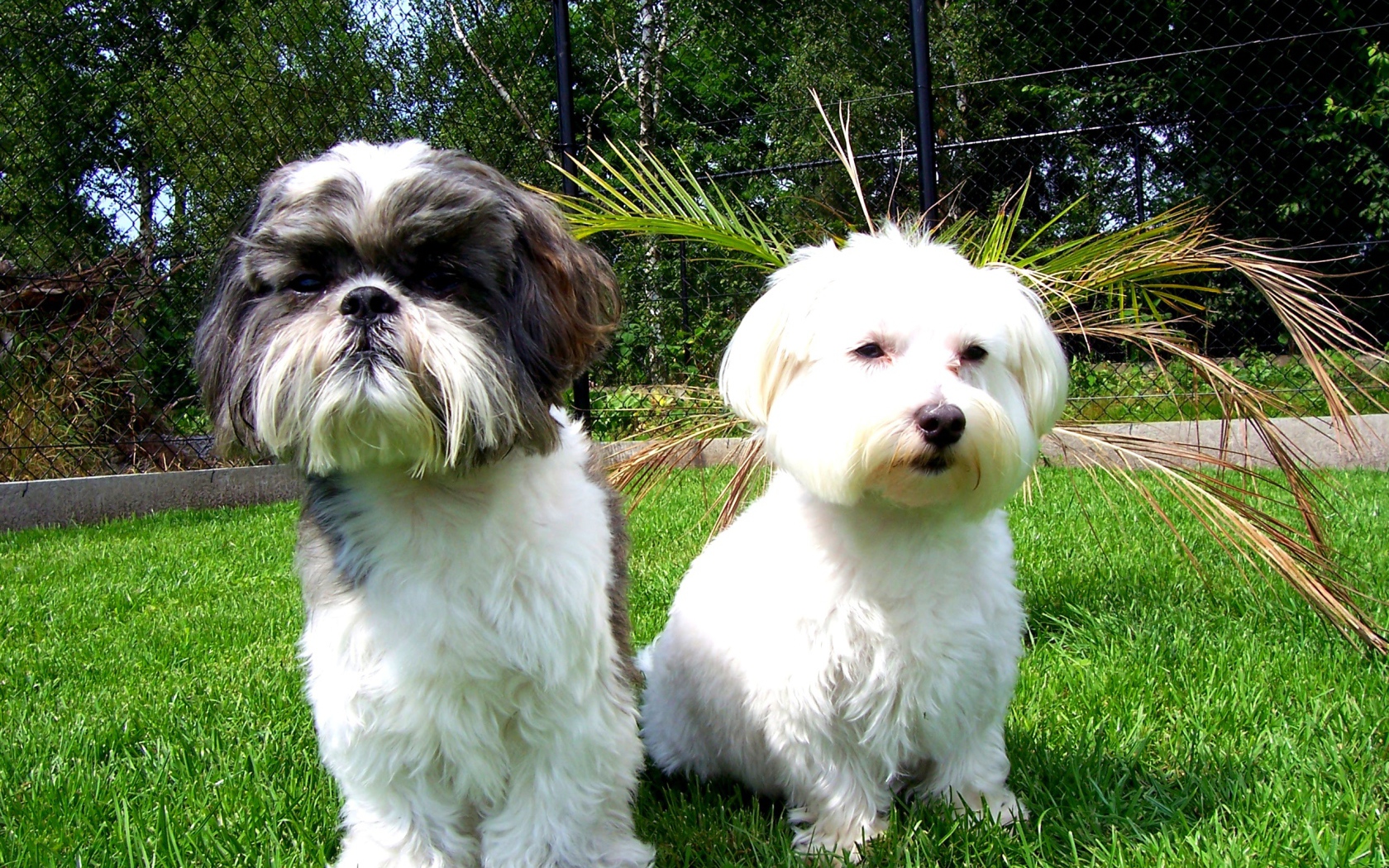 Две маленьких собаки шитцу