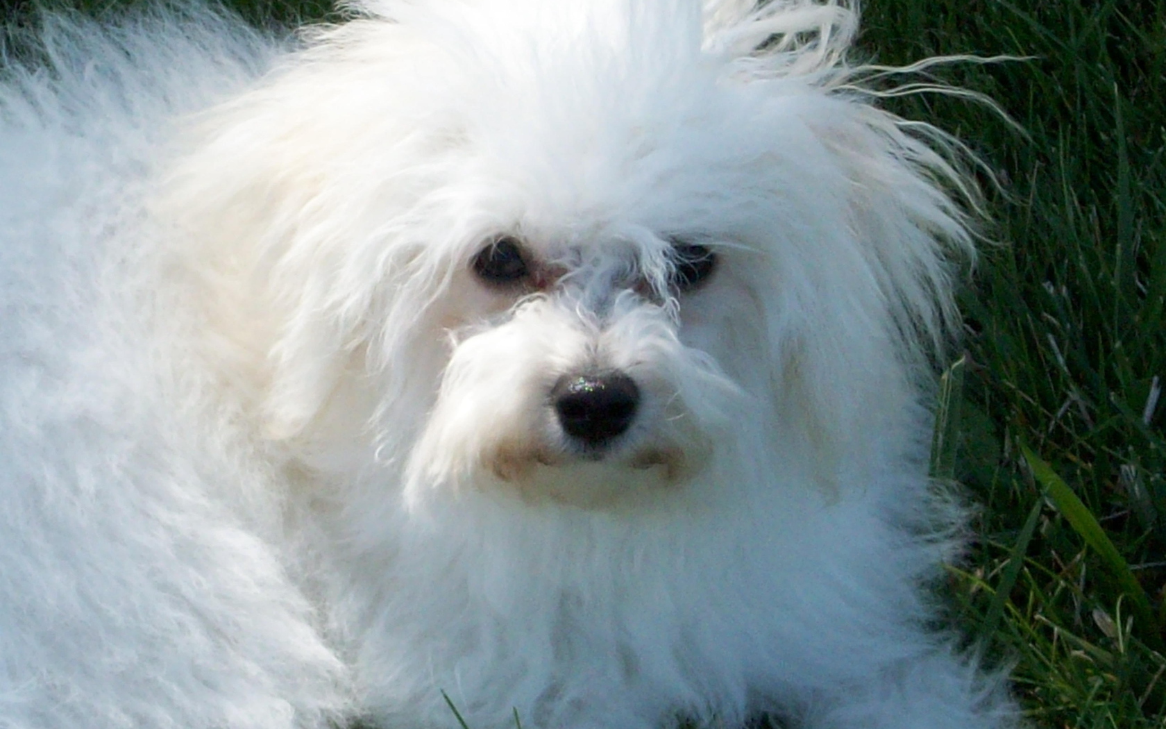 Недружелюбный взгляд болонки