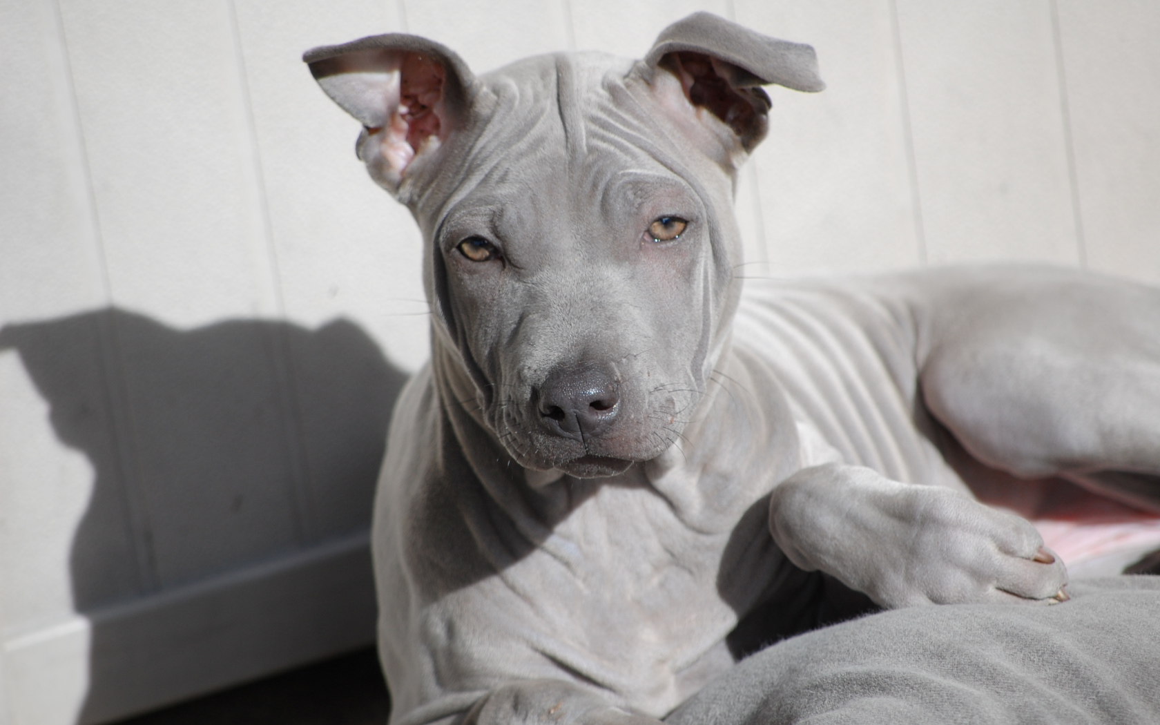 Взгляд тайского риджбека