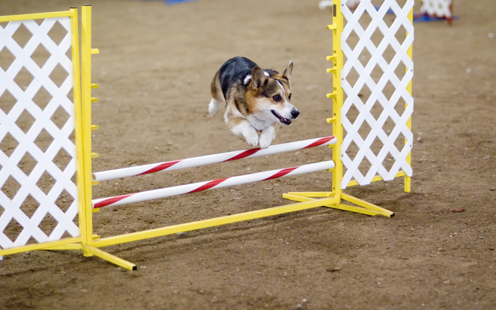Вельш-корги спортсмен