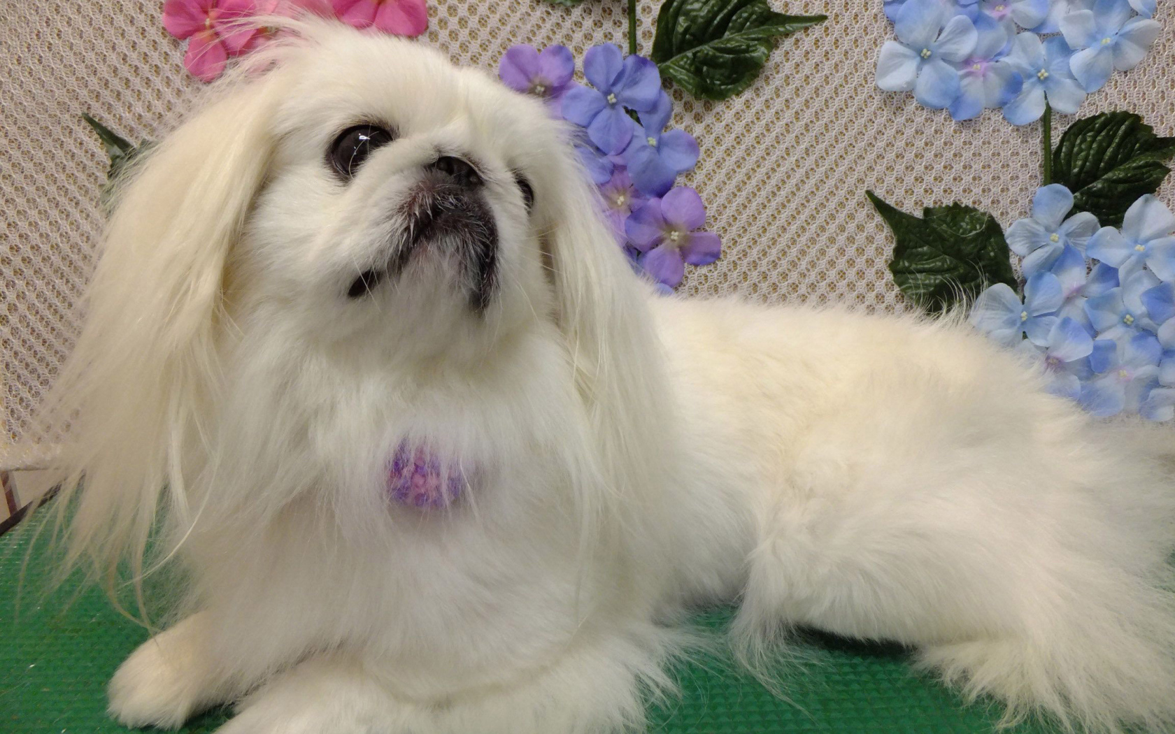 Белый причесанный пекинес