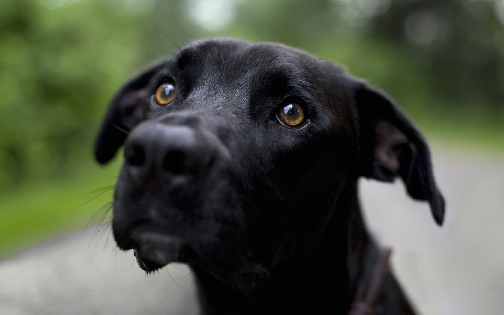 Грустная черная собака