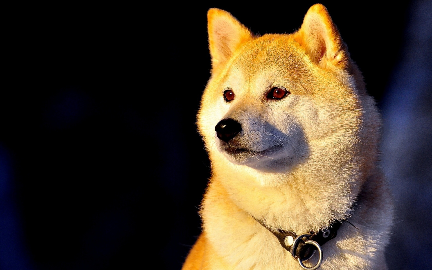 Собака Сиба-ину