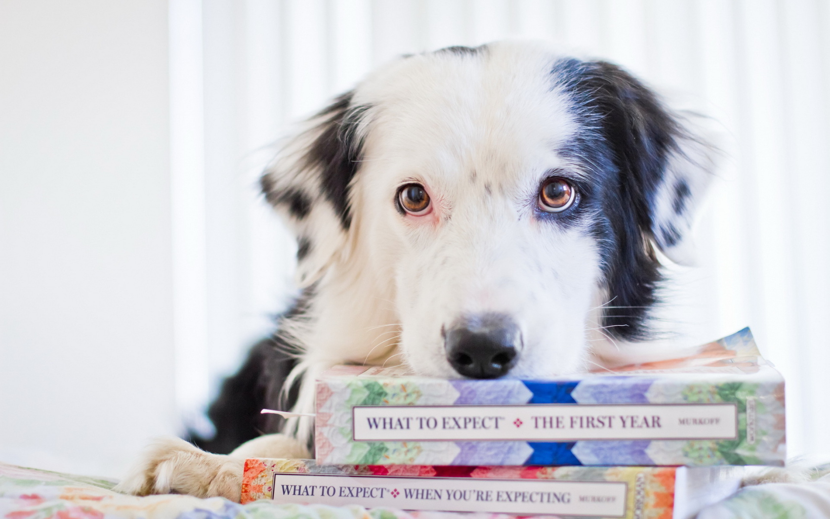 	   Dog books