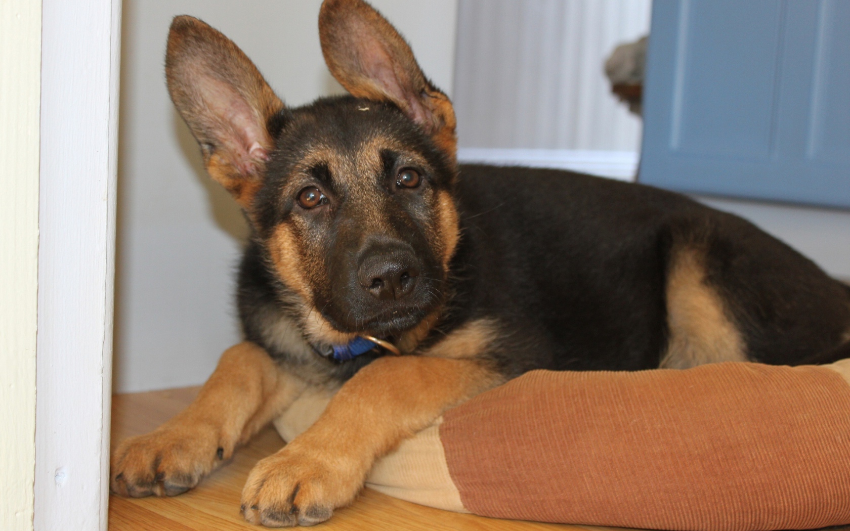 Щенок Немецкой овчарки