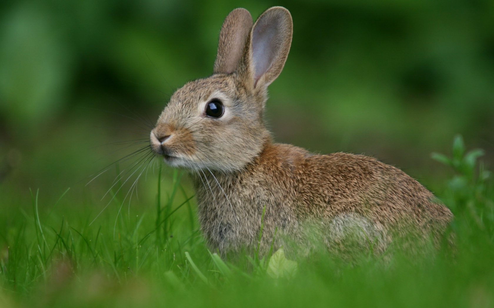 Заяц в траве