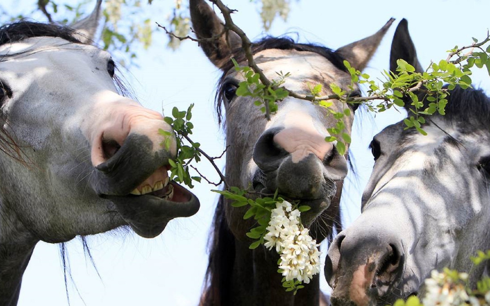 Тройка лошадей