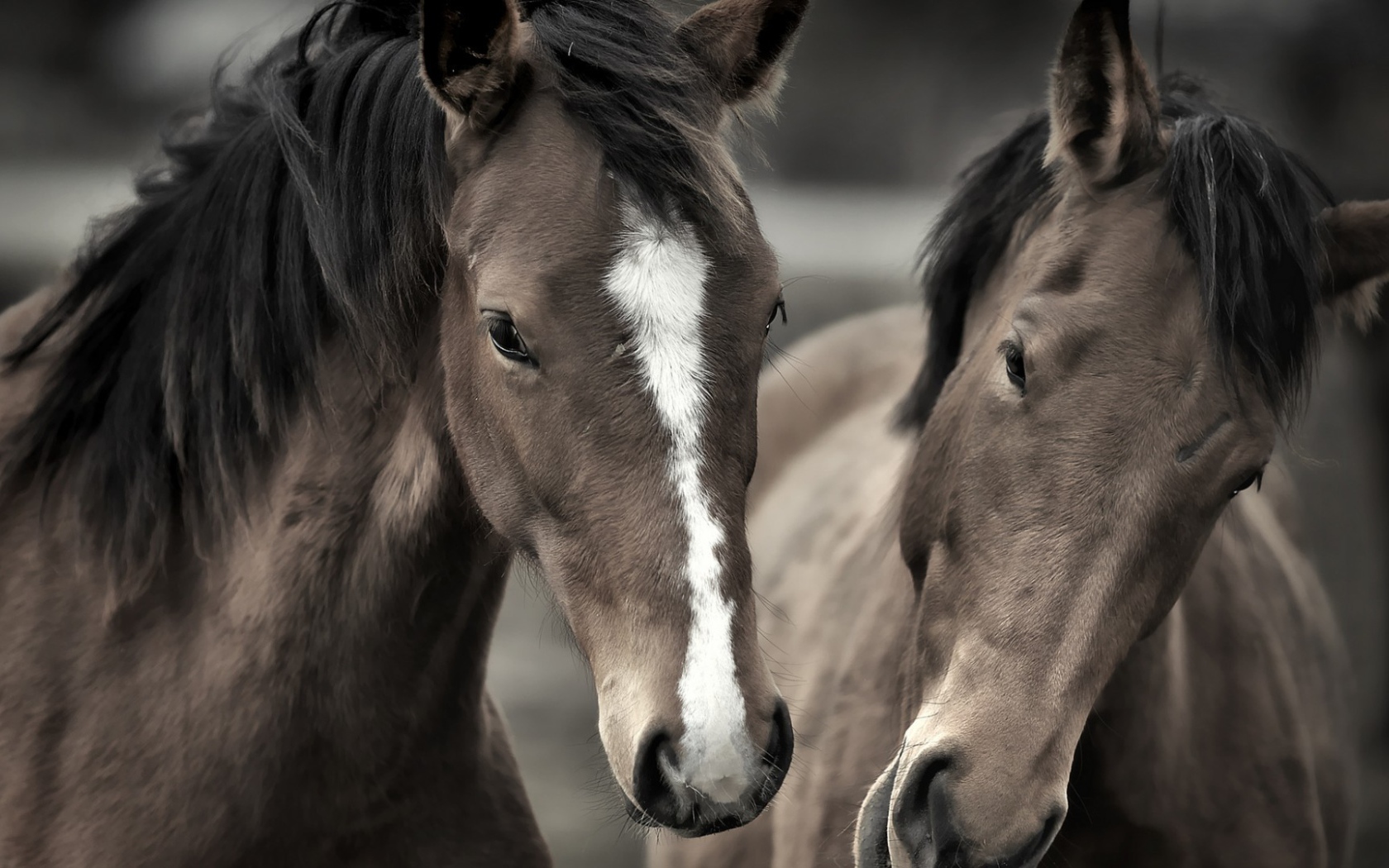 Два роскошных коня