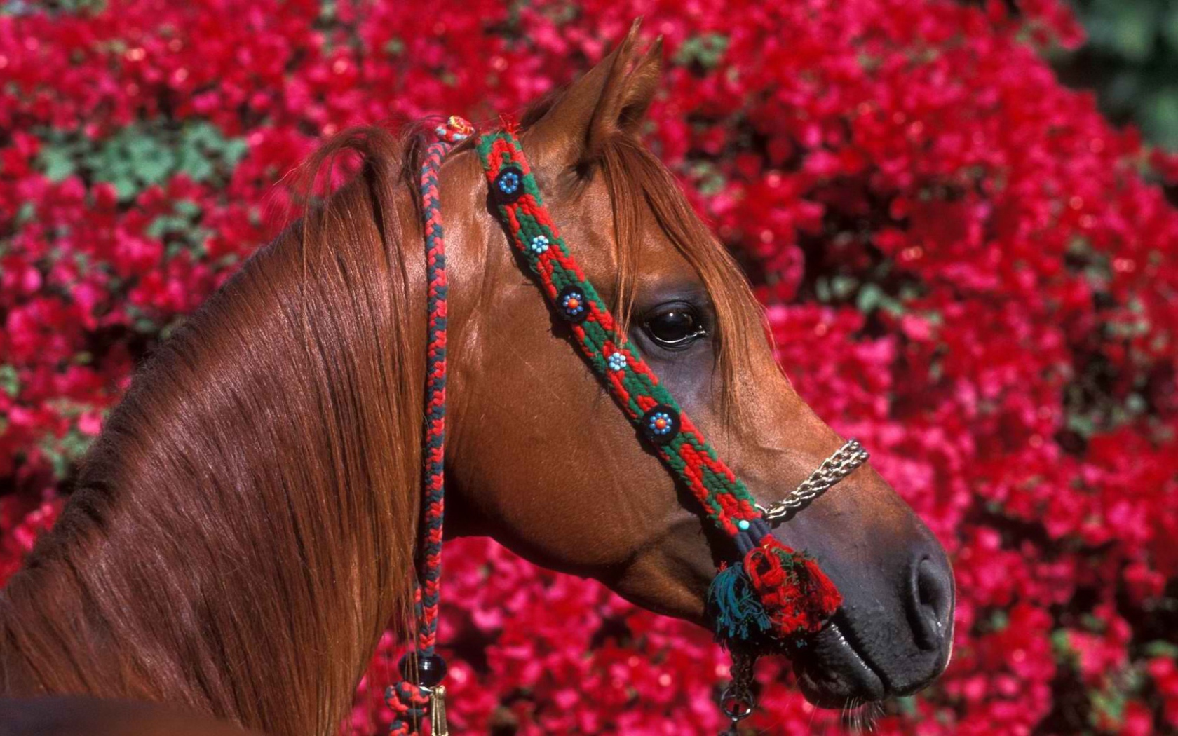 Голова лошади