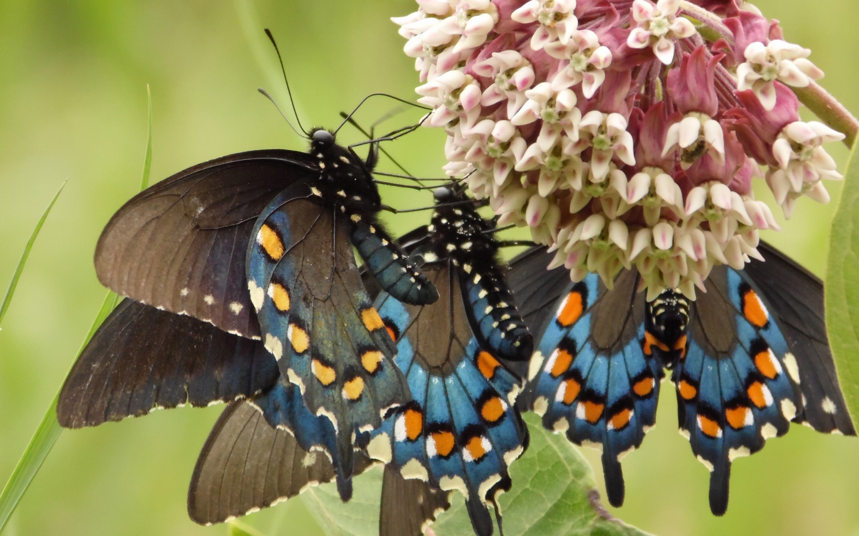 Бабочки слетелись на цветок