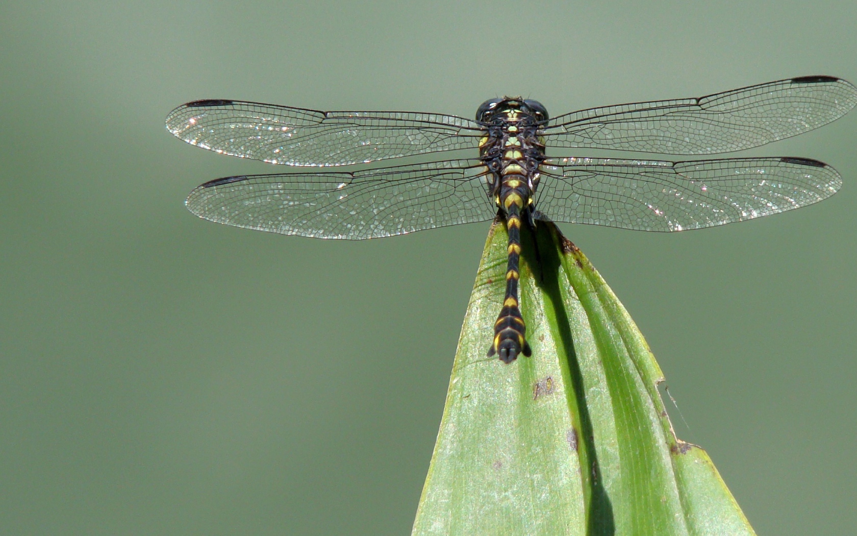 Стрекоза на кончике листа