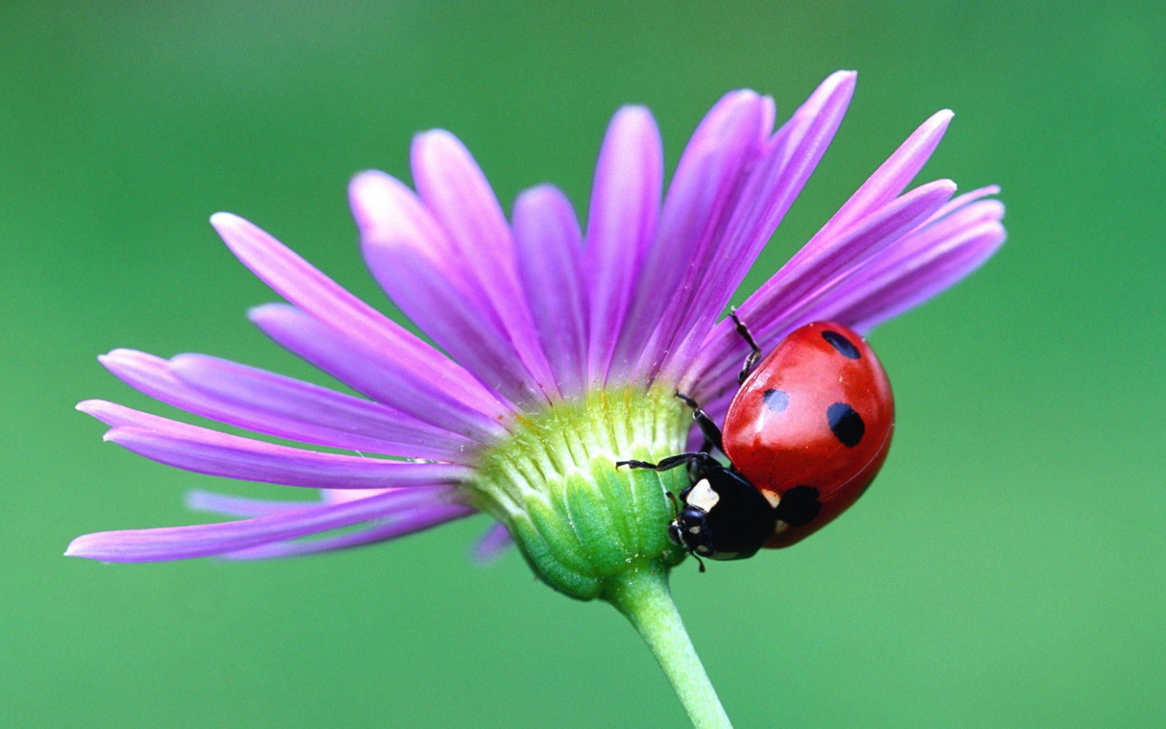 Божья коровка на цветке