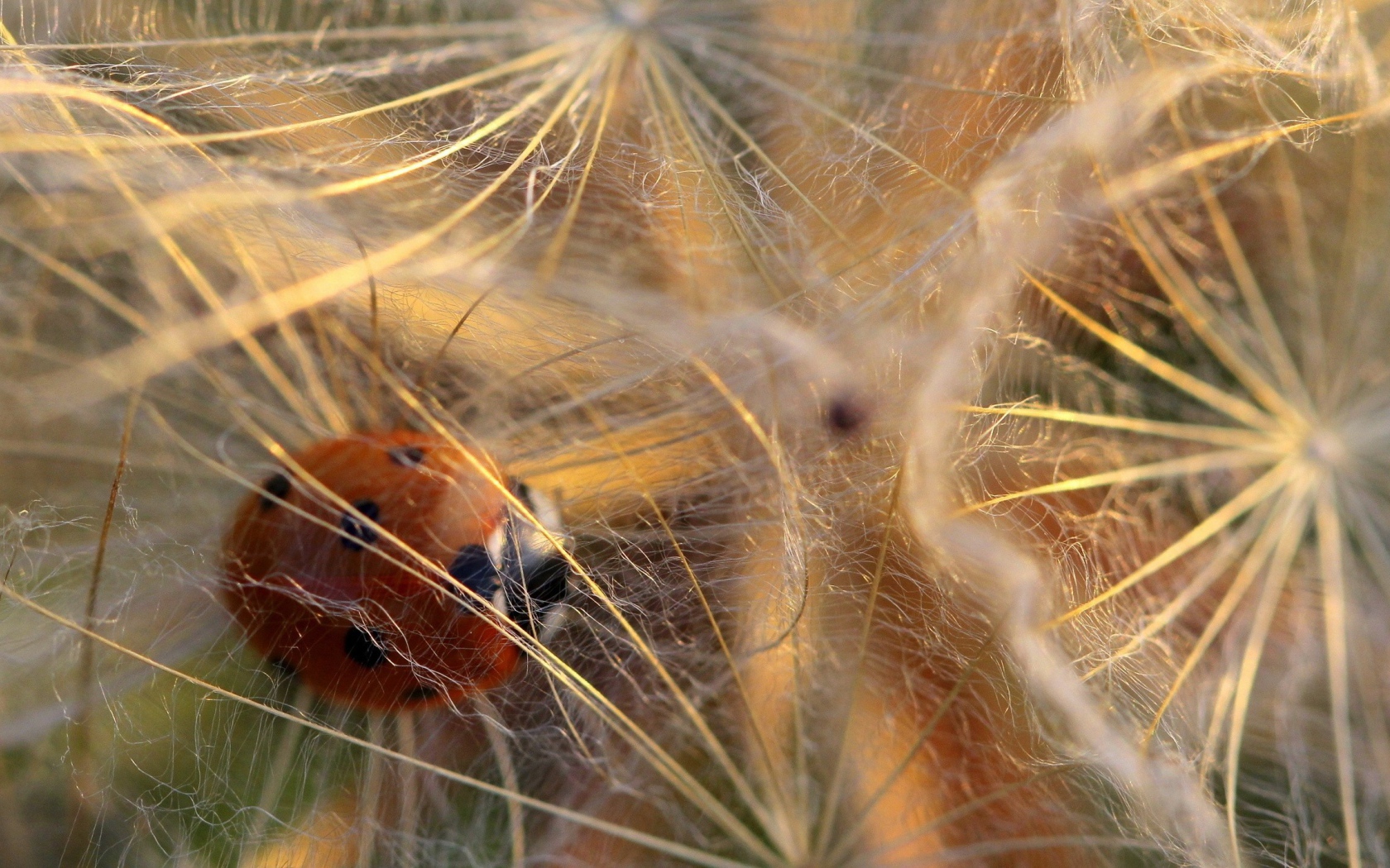 Божья коровка в паутине