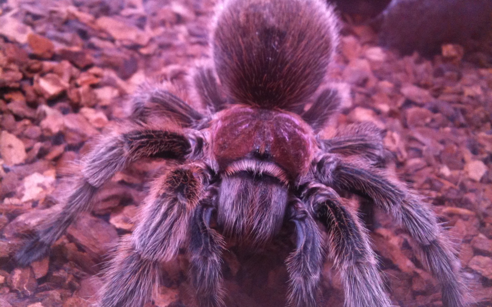 Паук тарантул