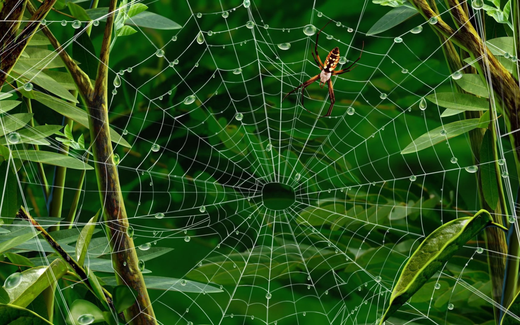 Паутина с каплями воды