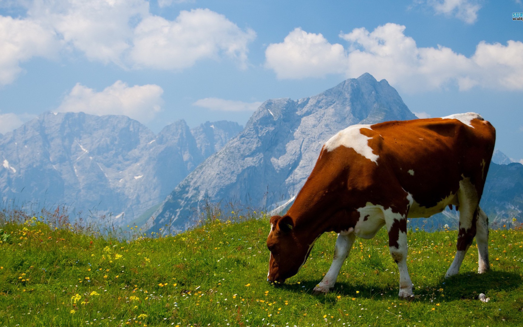 Корова на альпийском поле