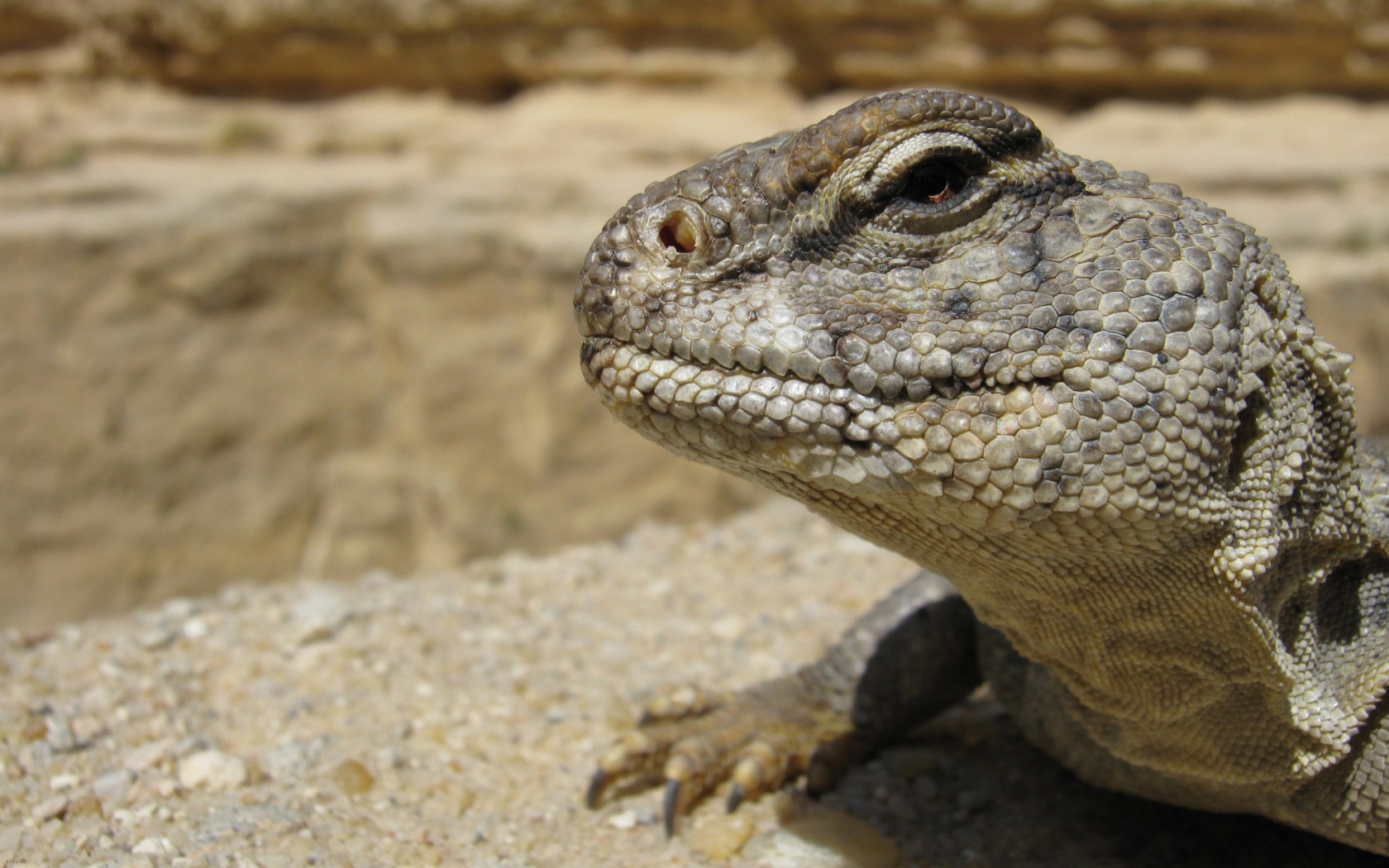 Взгляд ящерицы