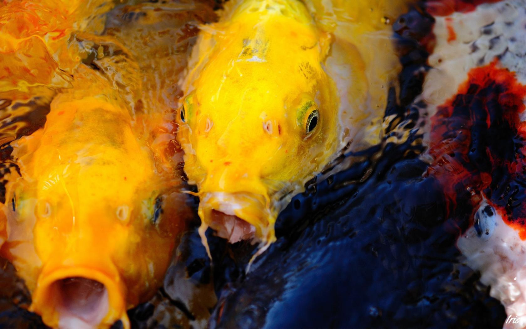 Пара желтых рыб