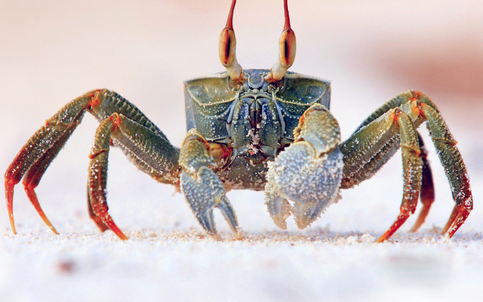 Королевский краб на песке